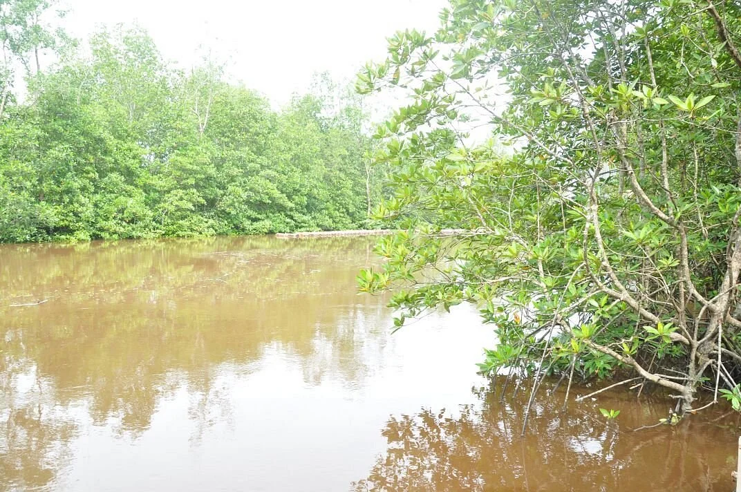 Mengkapan Mangrove Eco Tourism