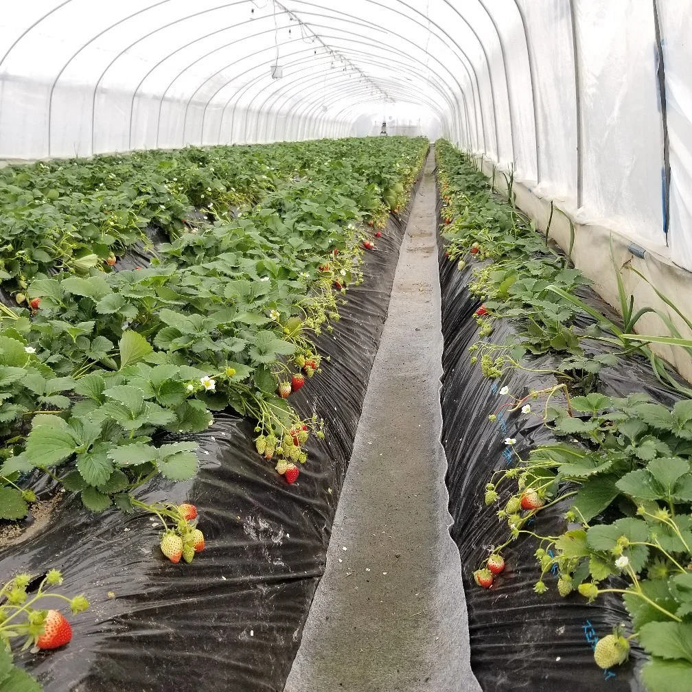 Deai no Mori Strawberry Farm