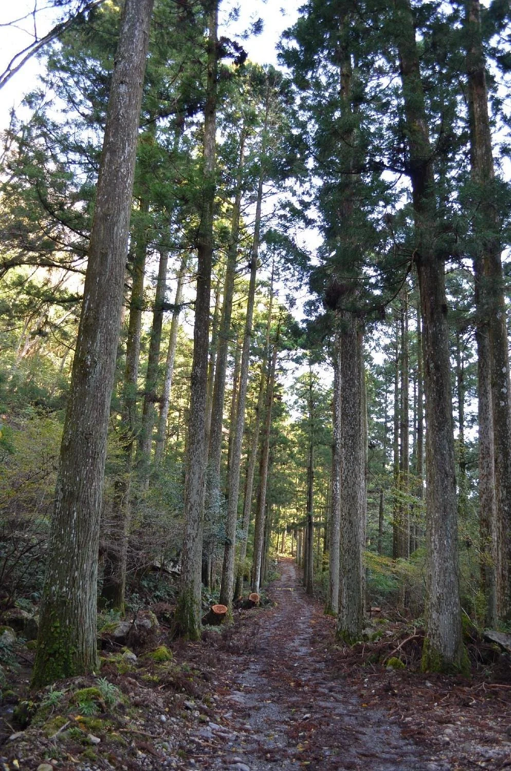 Sotaro Sugi Trees