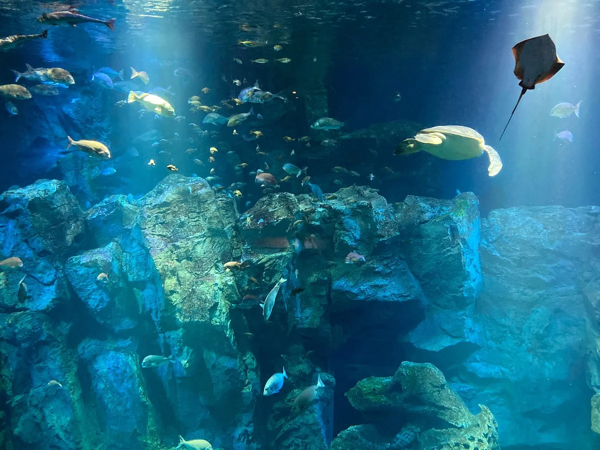 Oga Aquarium Gao