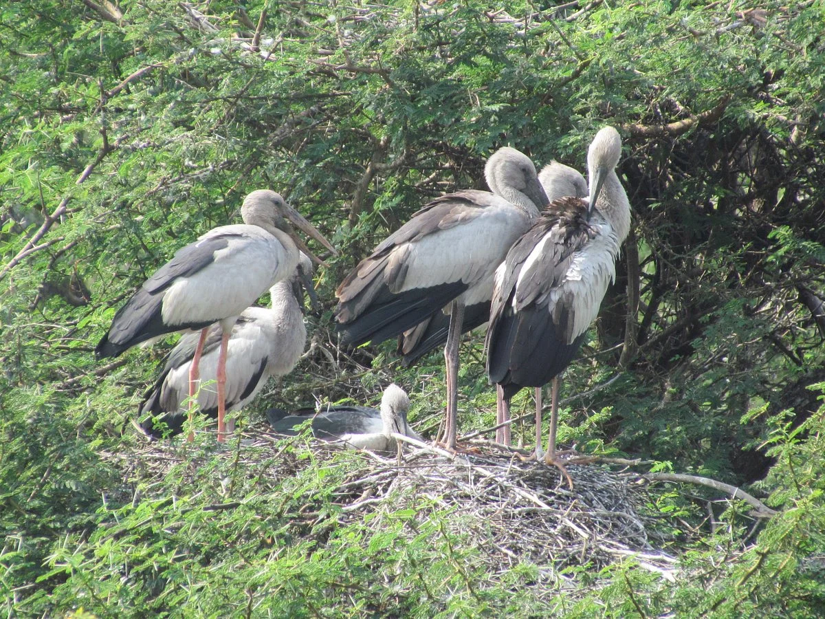 Vettangudi Bird Sanctuary