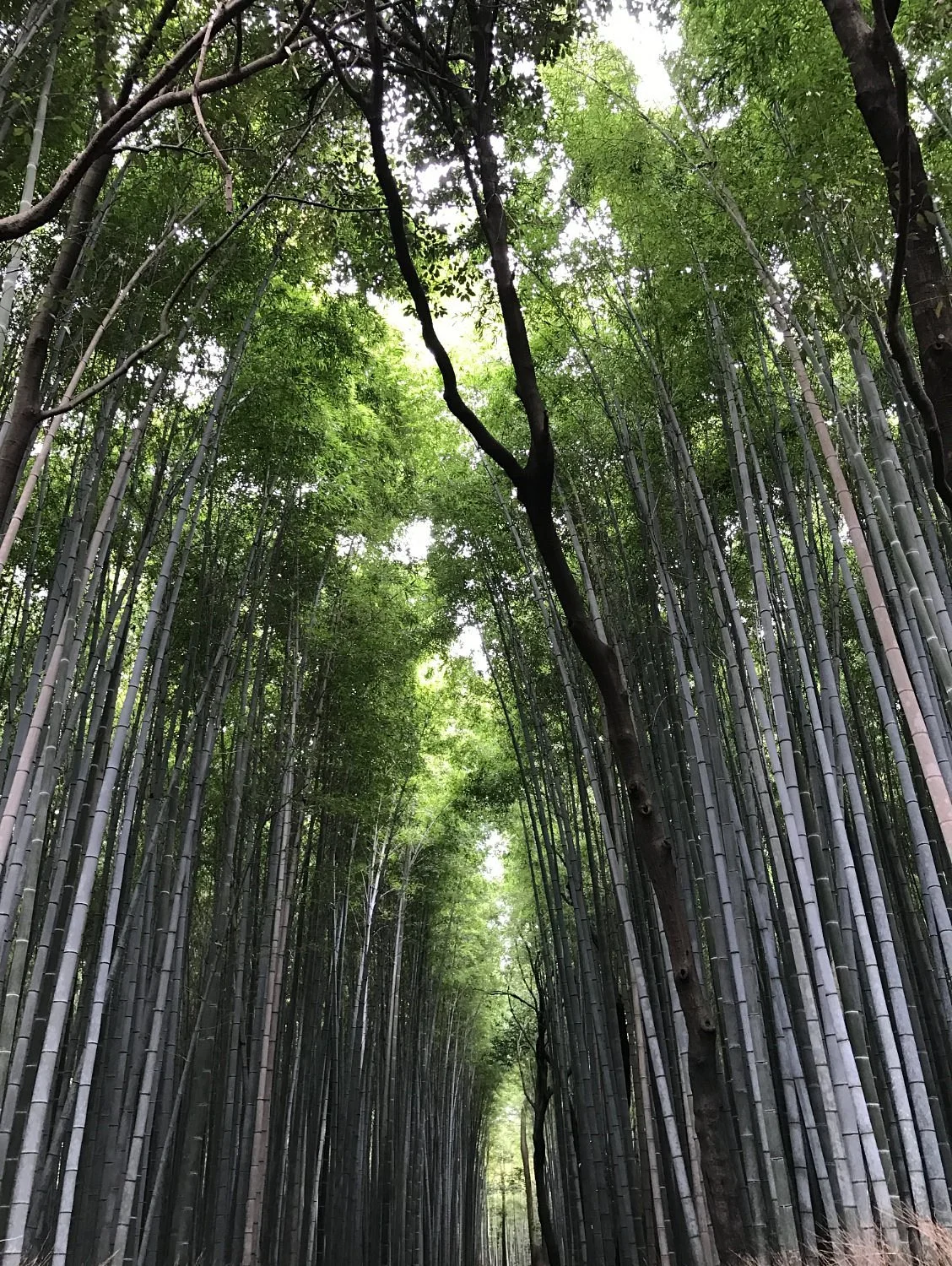 Sagano
