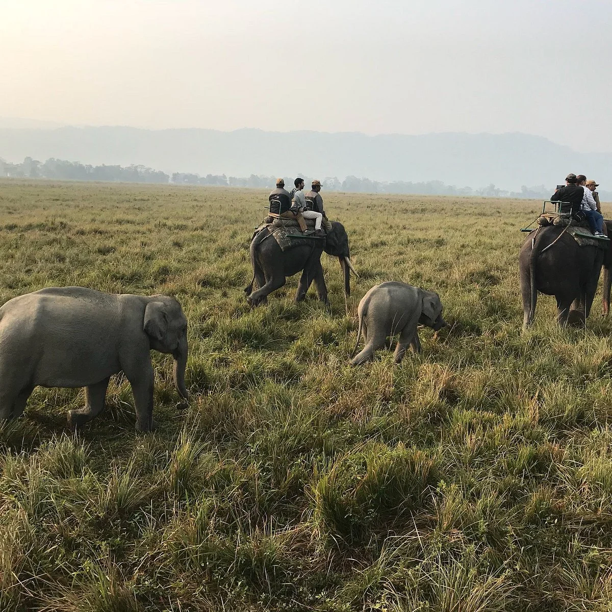 Kaziranga National Park