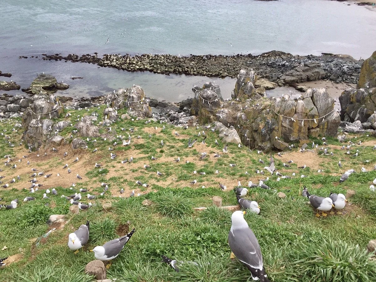 Kabushima Island
