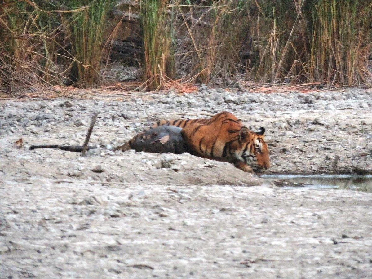 Tigers Den
