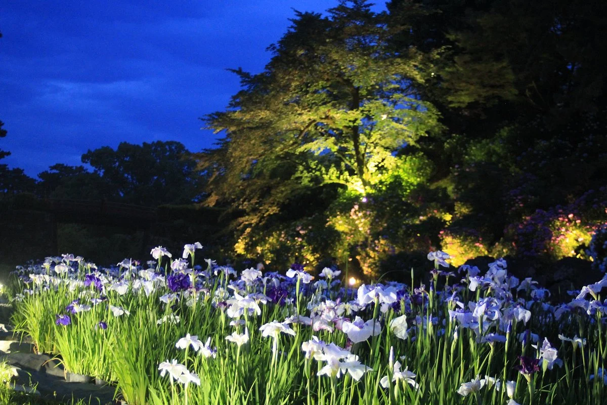 Japanese Iris Garden
