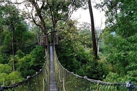 Bangkirai Hill Nature Tourism