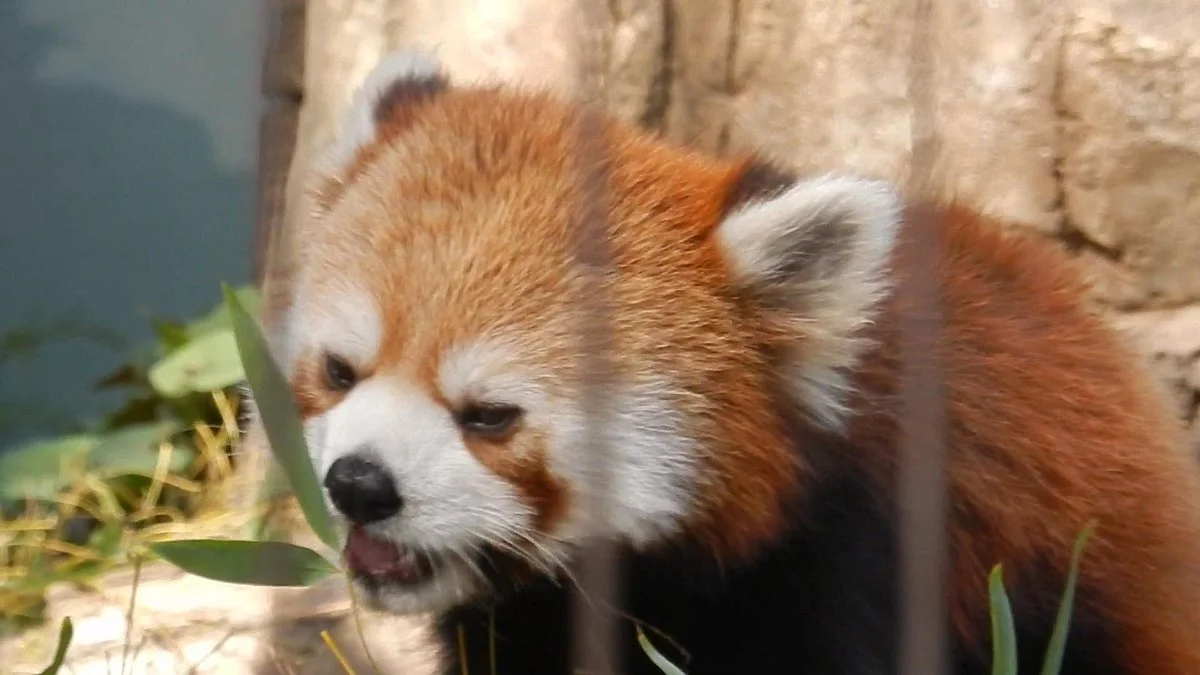Yumemigasaki Zoological Park