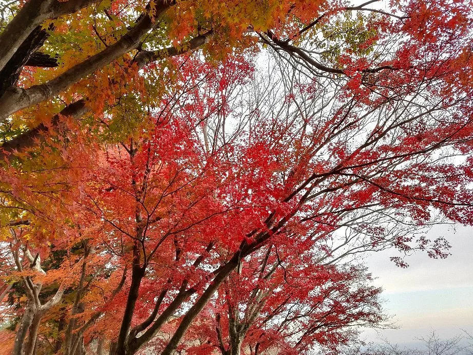 Kenshindaira
