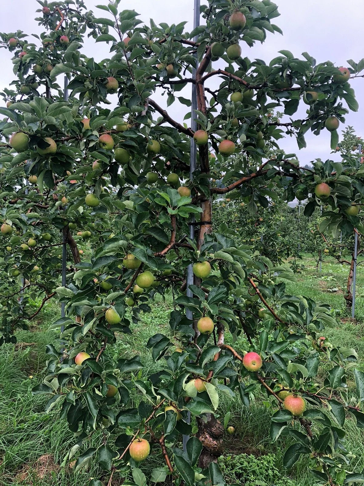 Fujimori Orchards