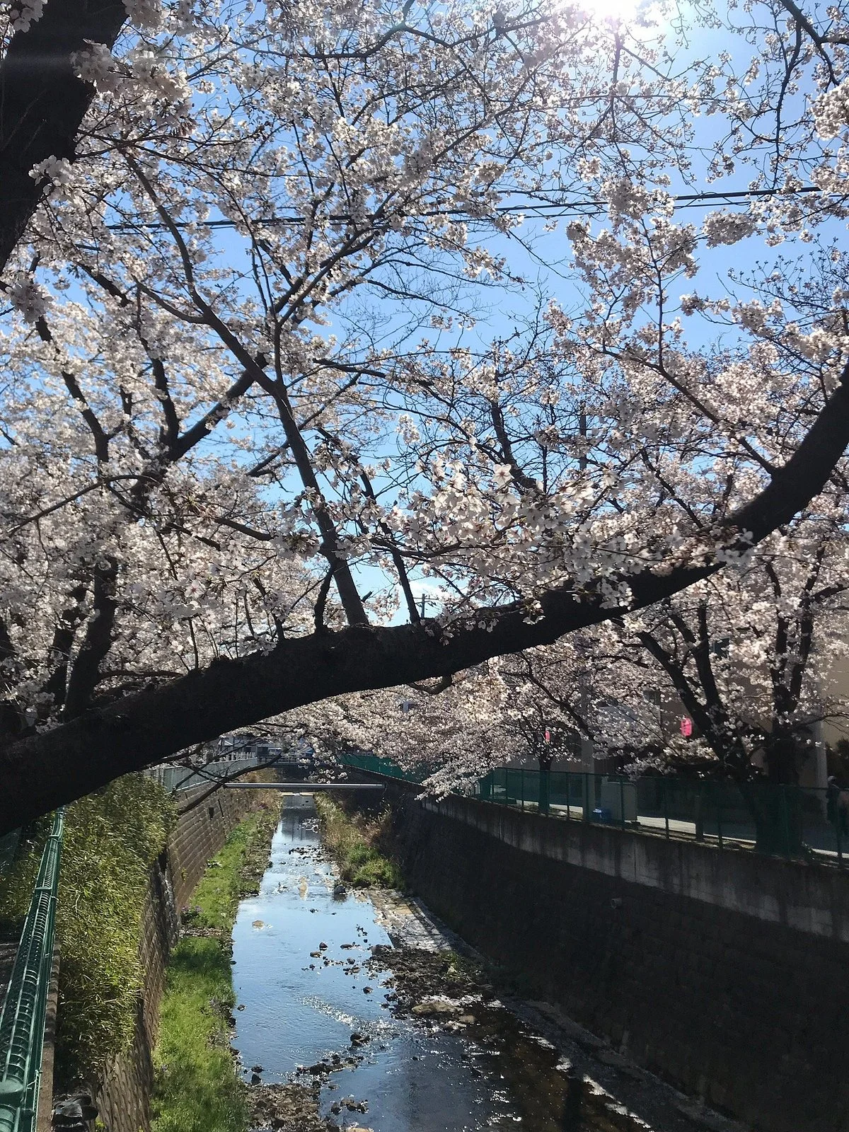 Cherry Blossom Trees of Asao River