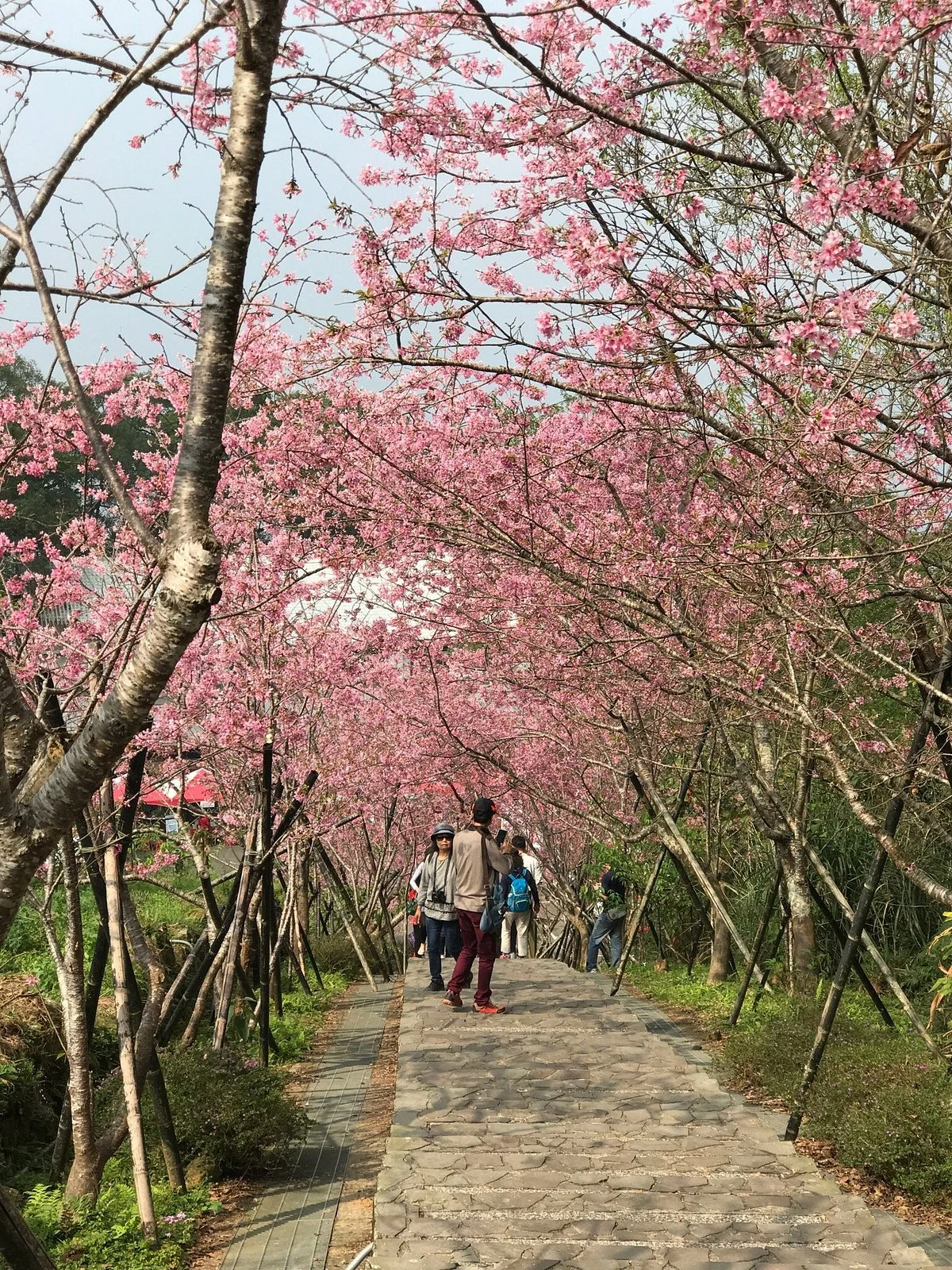 Taida Tea Garden