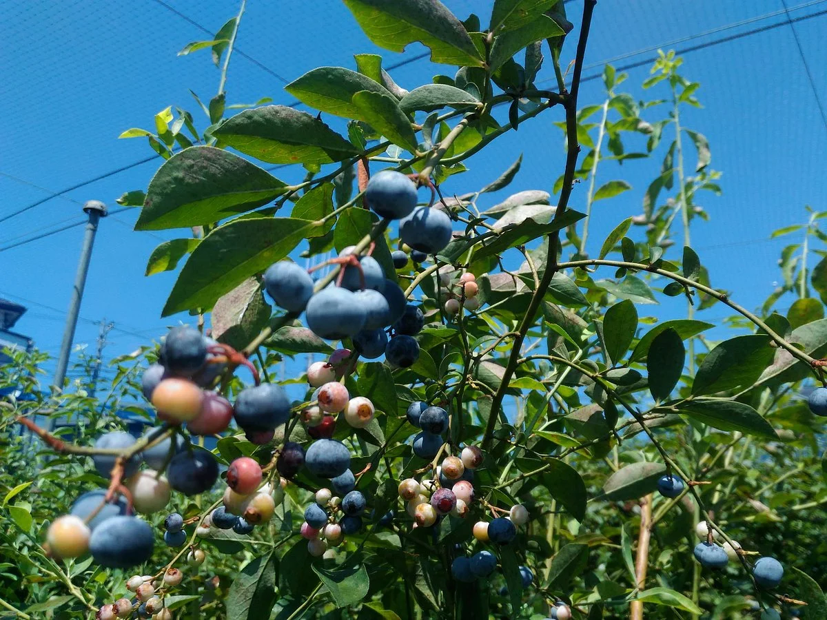 Ishiguro Blueberry Farm