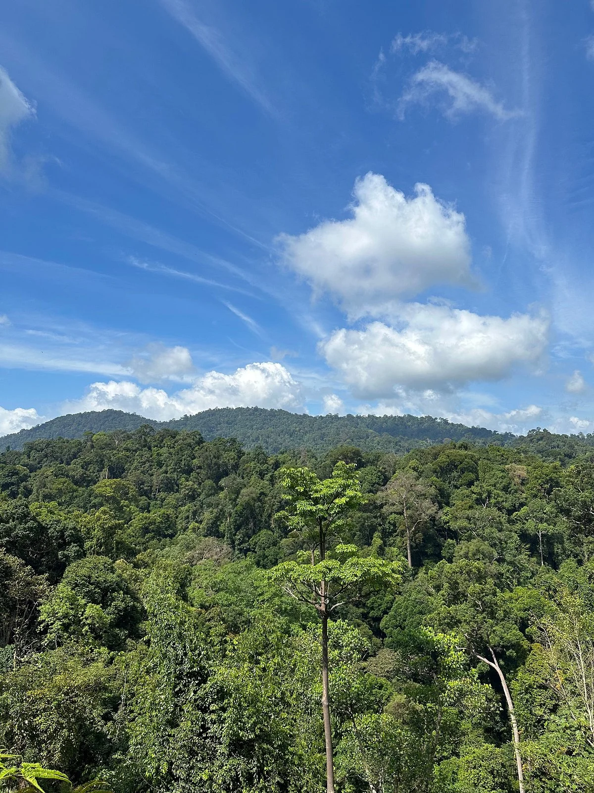 Bukit Tigapuluh National Park