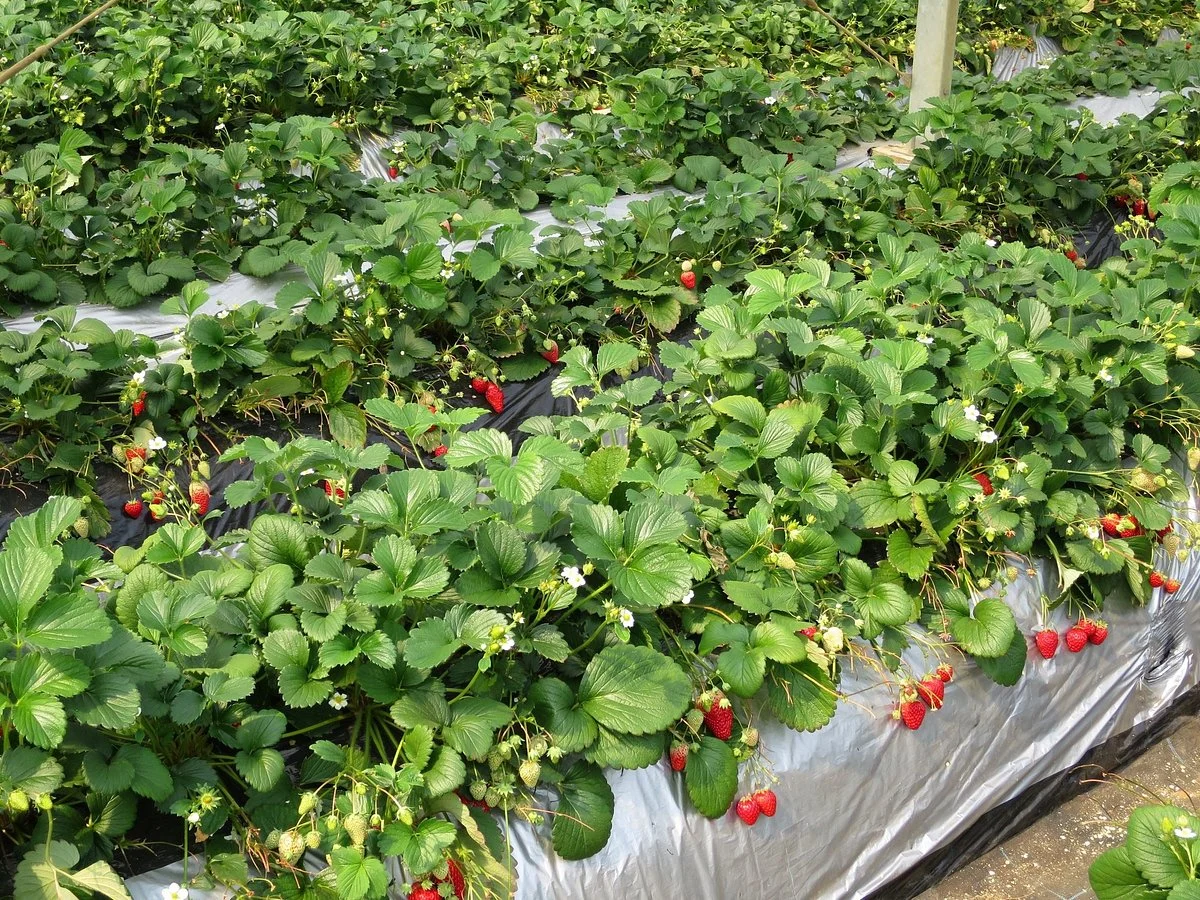 Isoyama Strawberry Farm