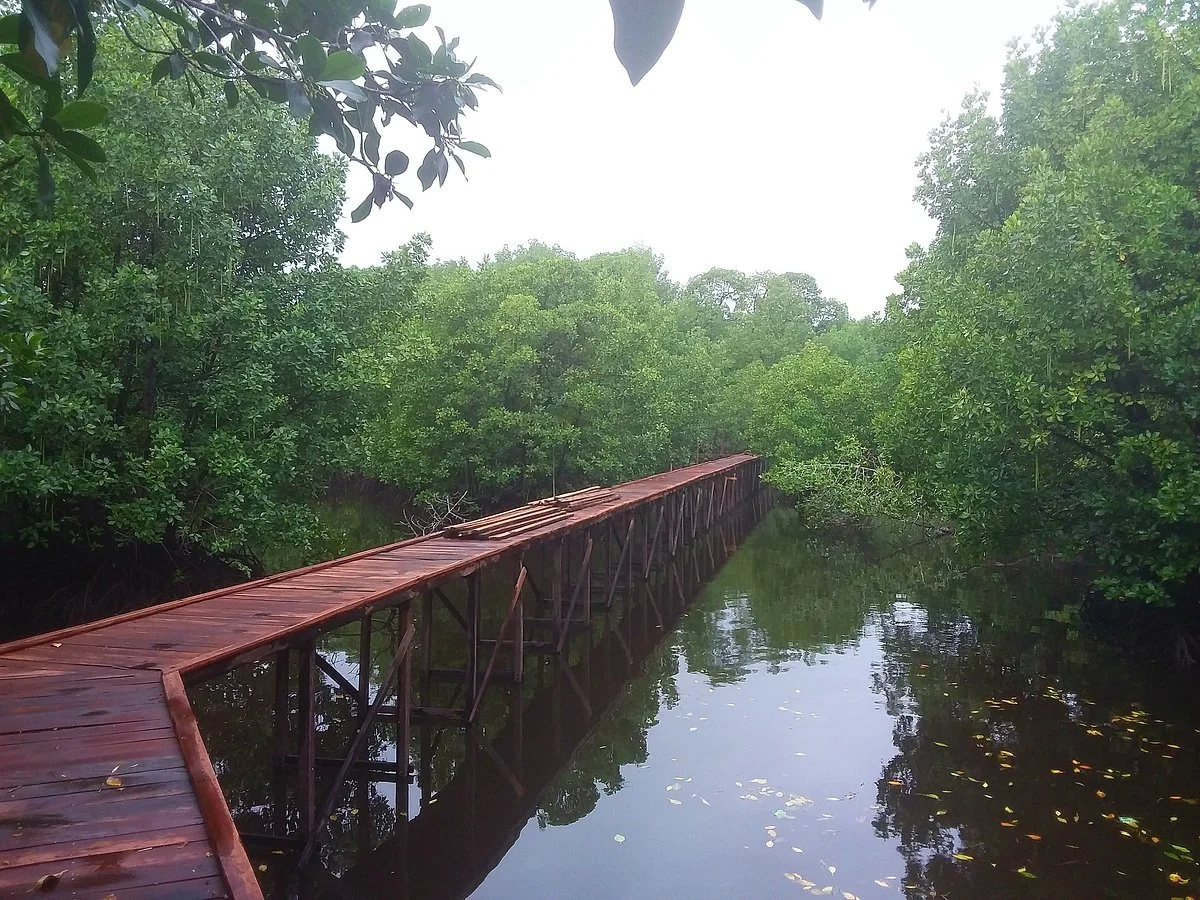 Mangrove Reserve Forest Area BSD