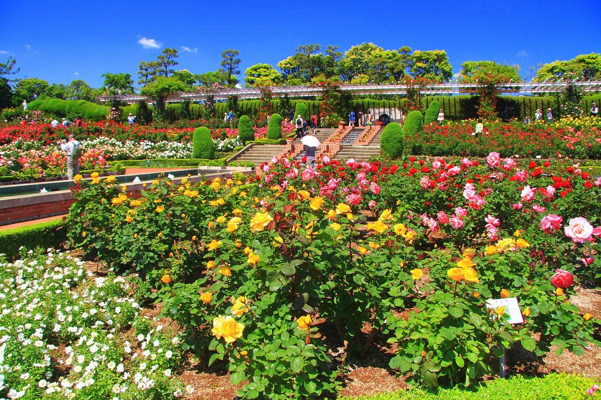 Yatsu Rose Garden