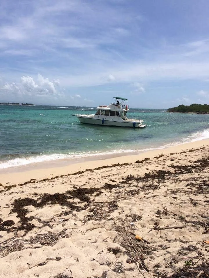 Tikus Island