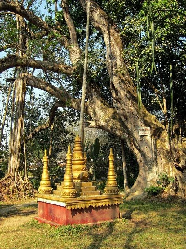 One Tree Forest, Ruili