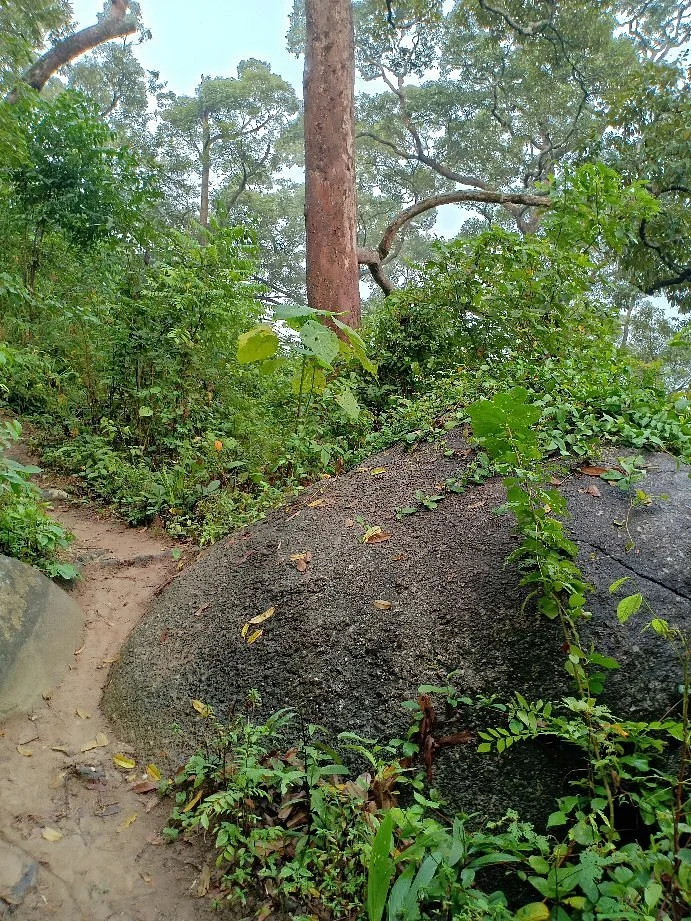 Bukit Mor