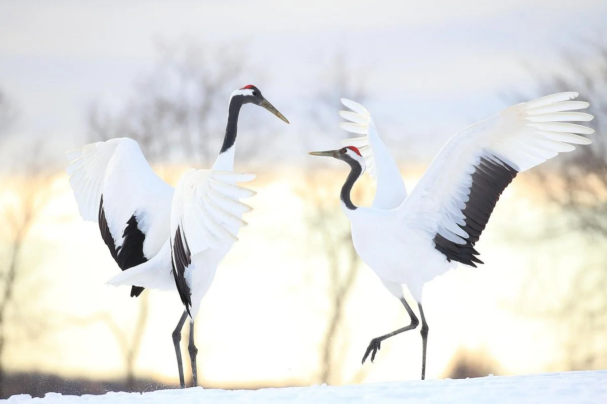 Kushiro Marsh Wildlife Conservation Center