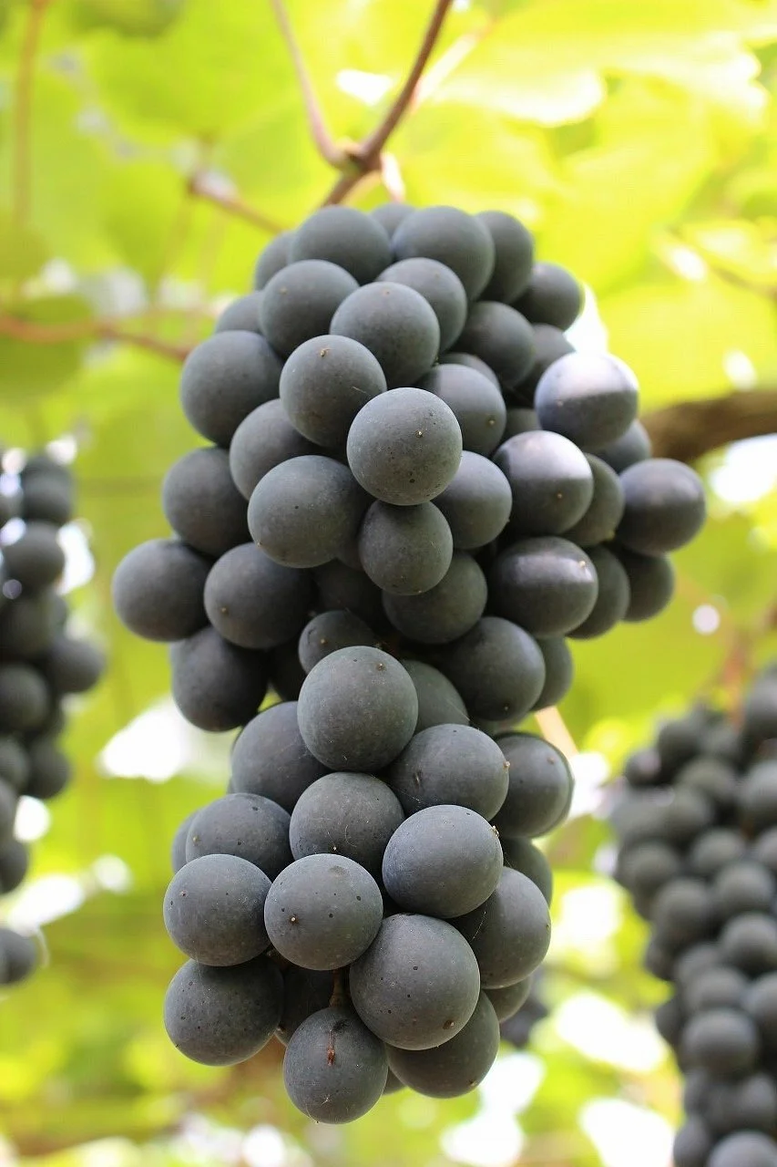 Shikinen Suto Winery