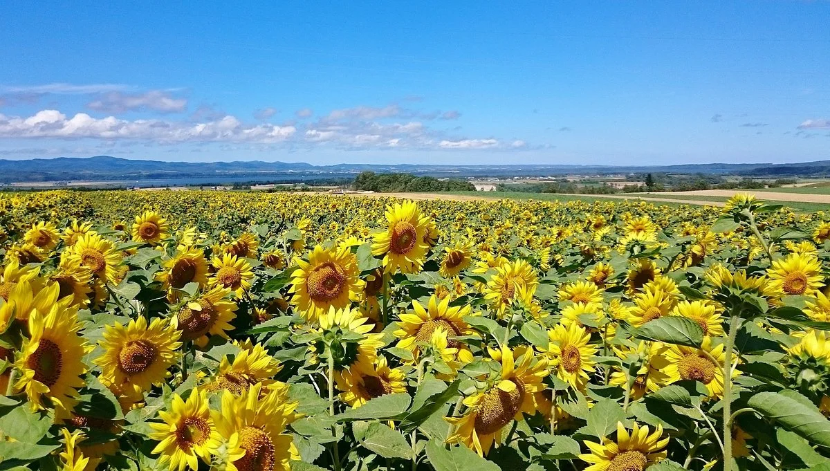 Ozora-cho Sunflower Farm