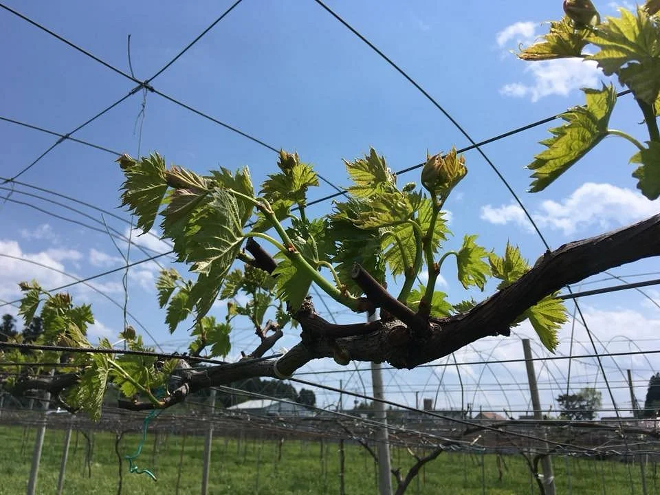 Kanda Vineyard