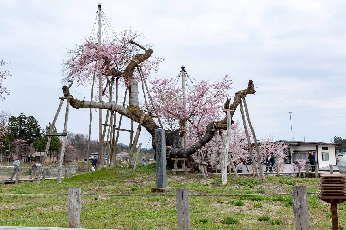 Isazawa no Kubo Zakura
