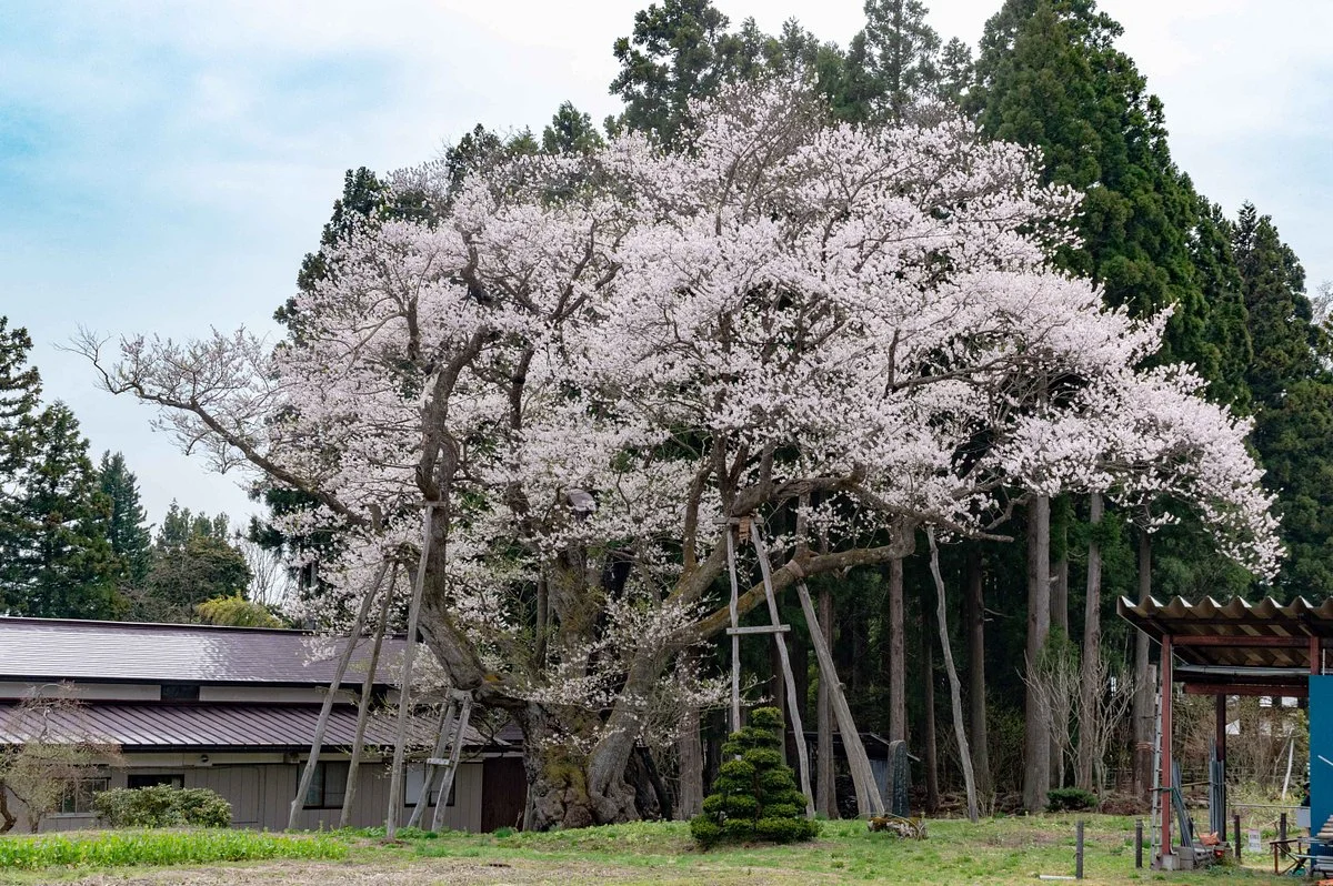 Kusaoka Daimyojin Zakura