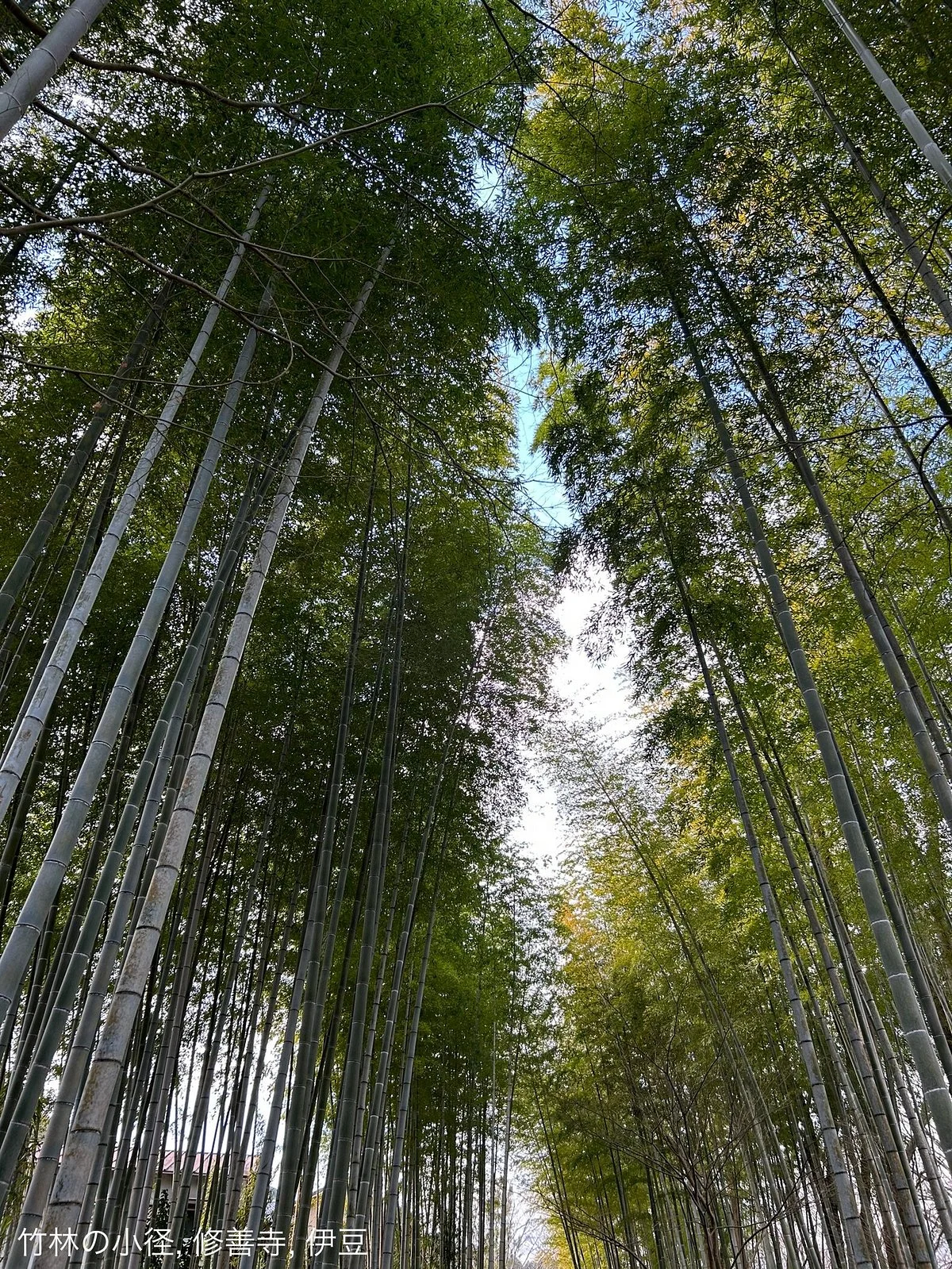 Chikurinnokomichi