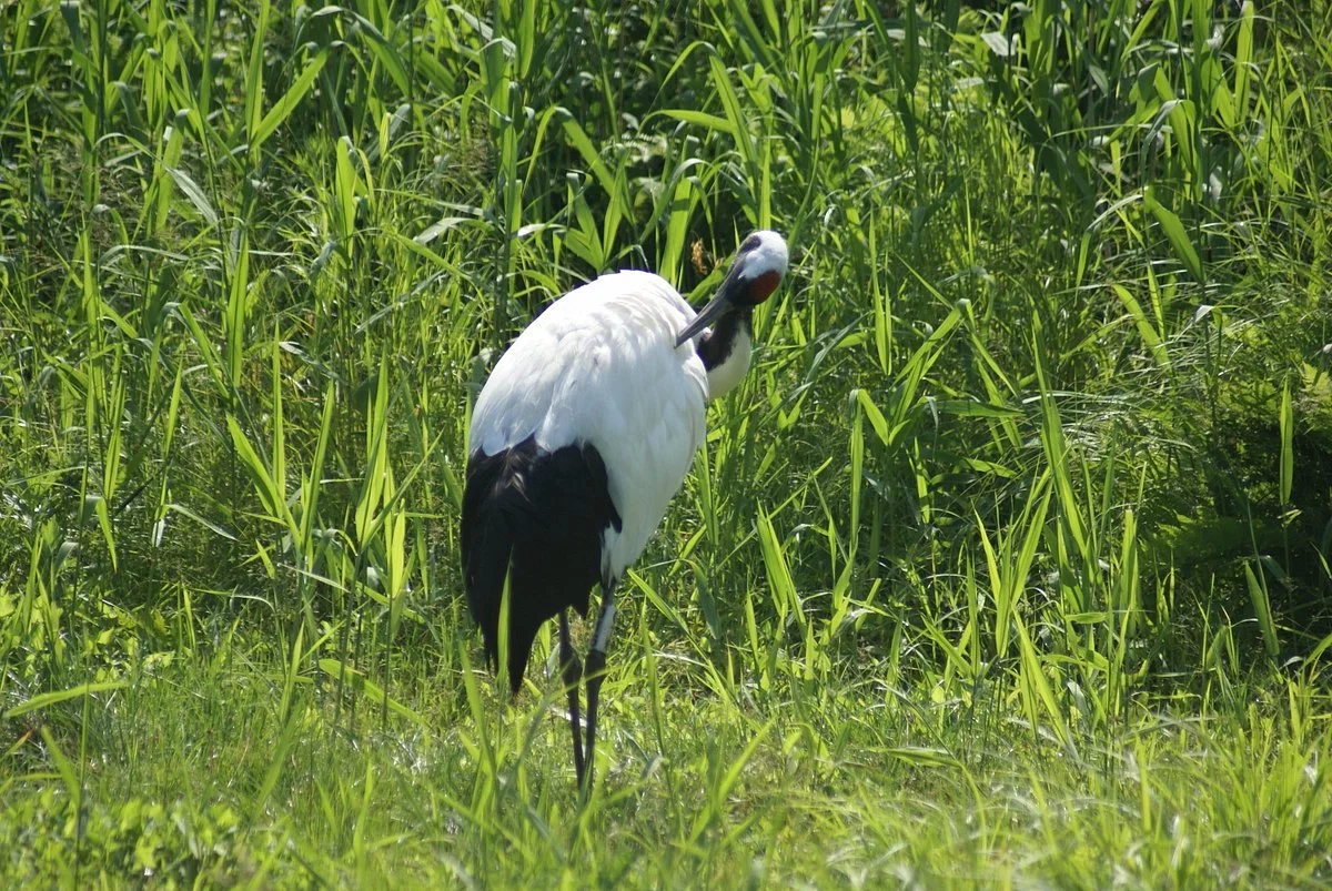 Kushiro City Tanchozuru Nature Park