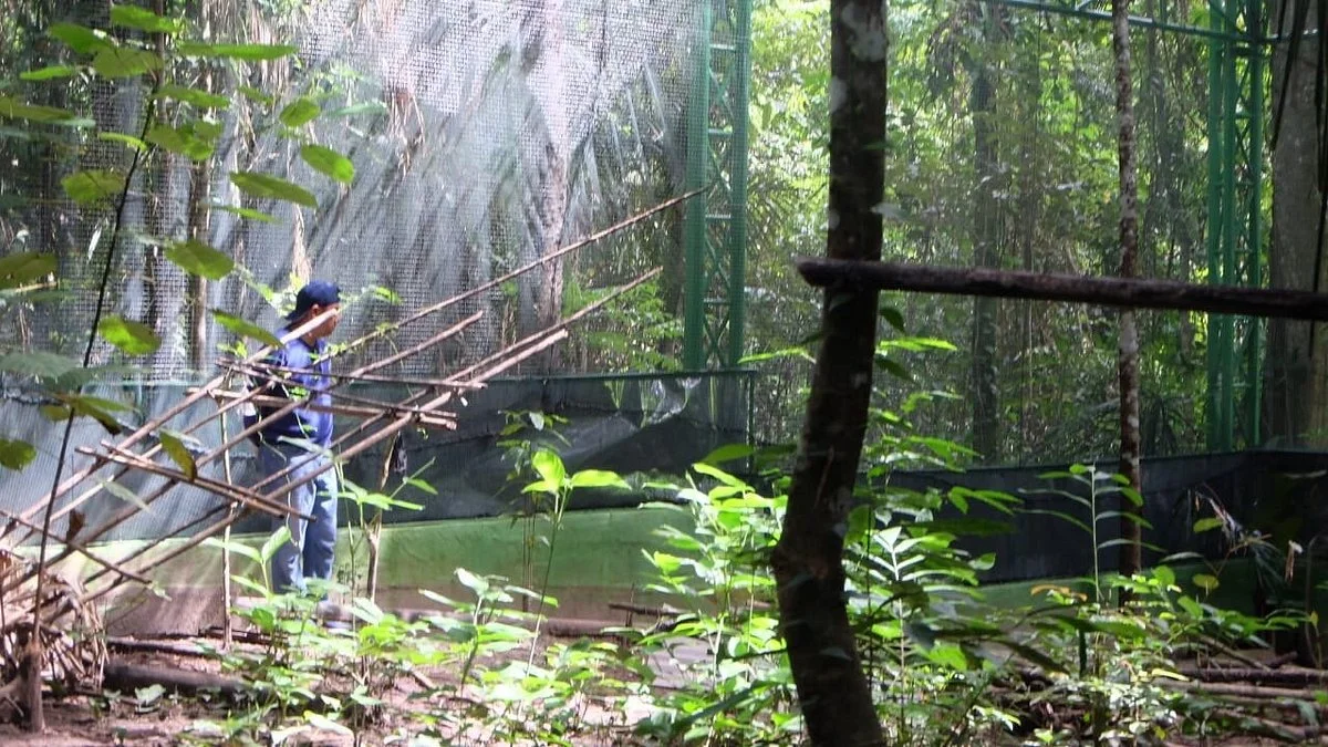 Hungayono Forest