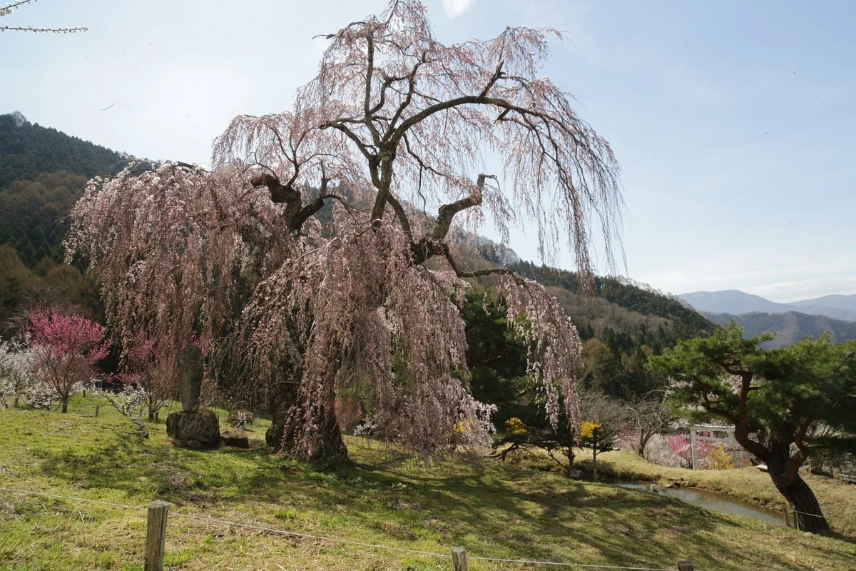 Shidarezakura of Bentensan