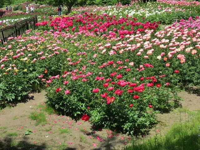 Hase Peony Garden