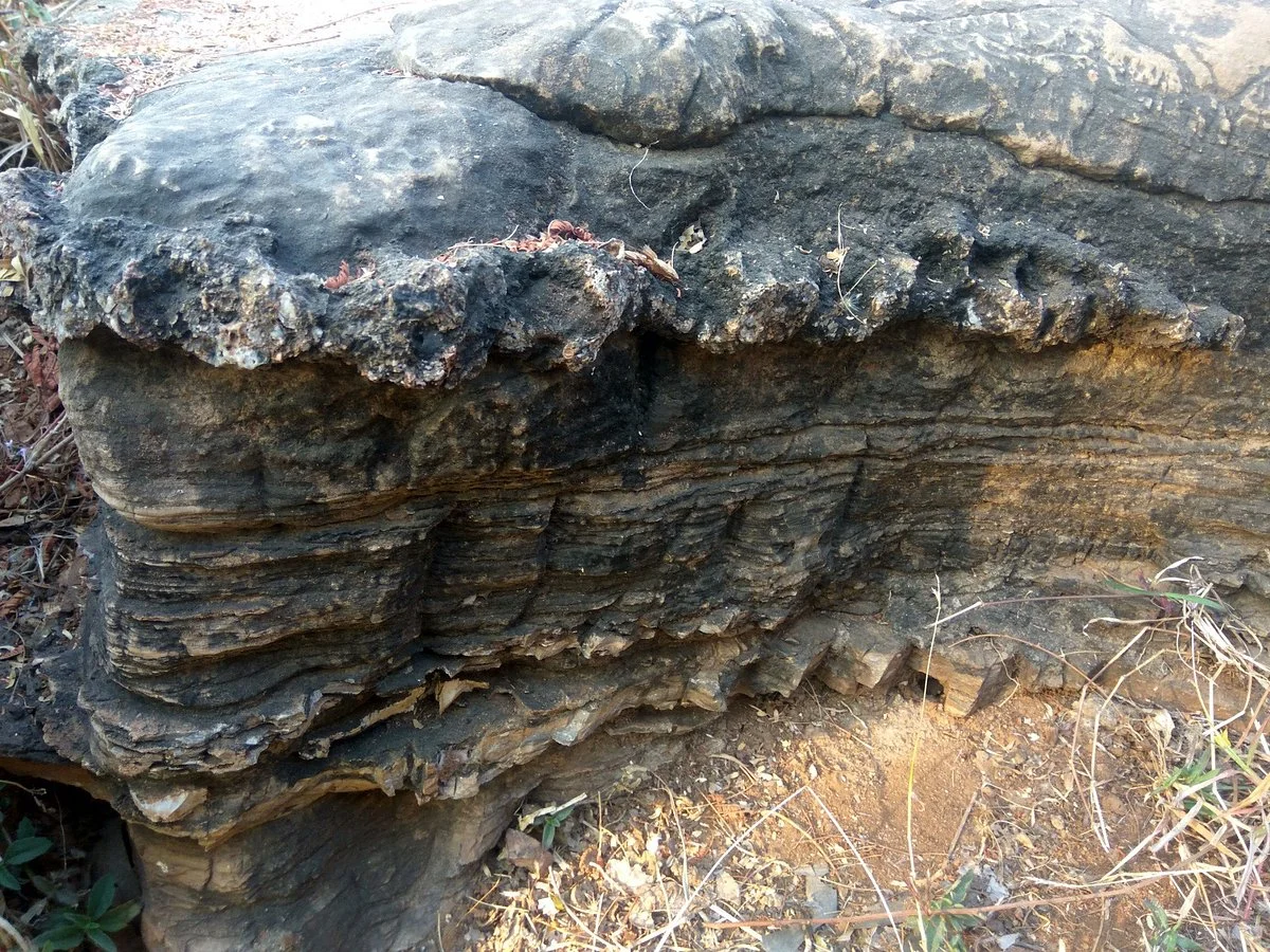 Salkhan Fossils Park