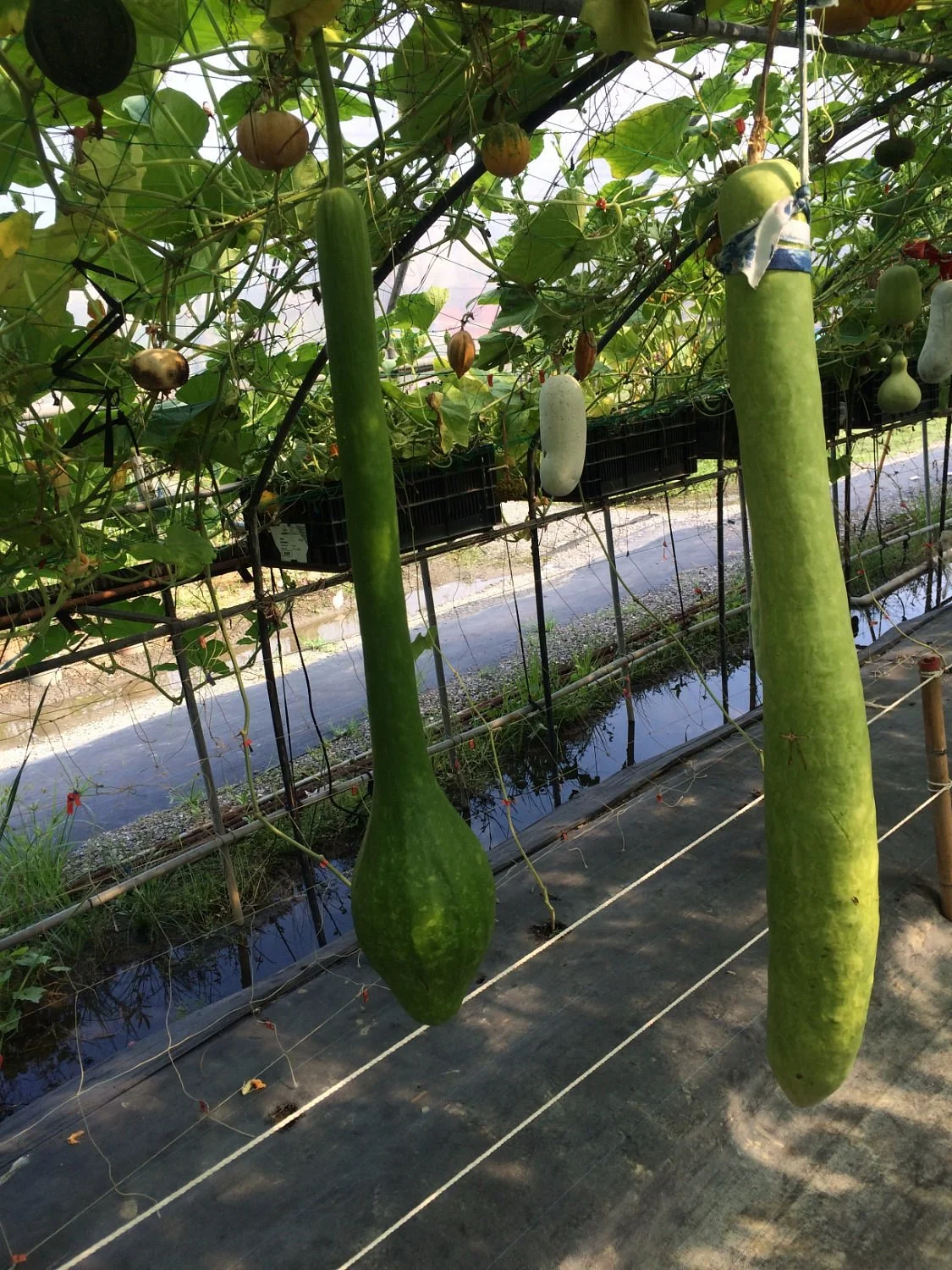 Wang Shan Pumpkin Recreation Farm