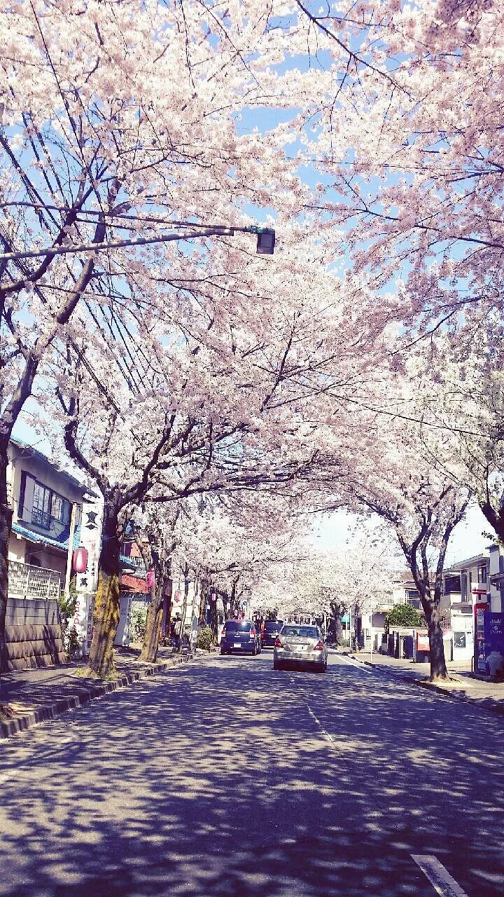 Tokiwadaira Cherry Blossom Promenade