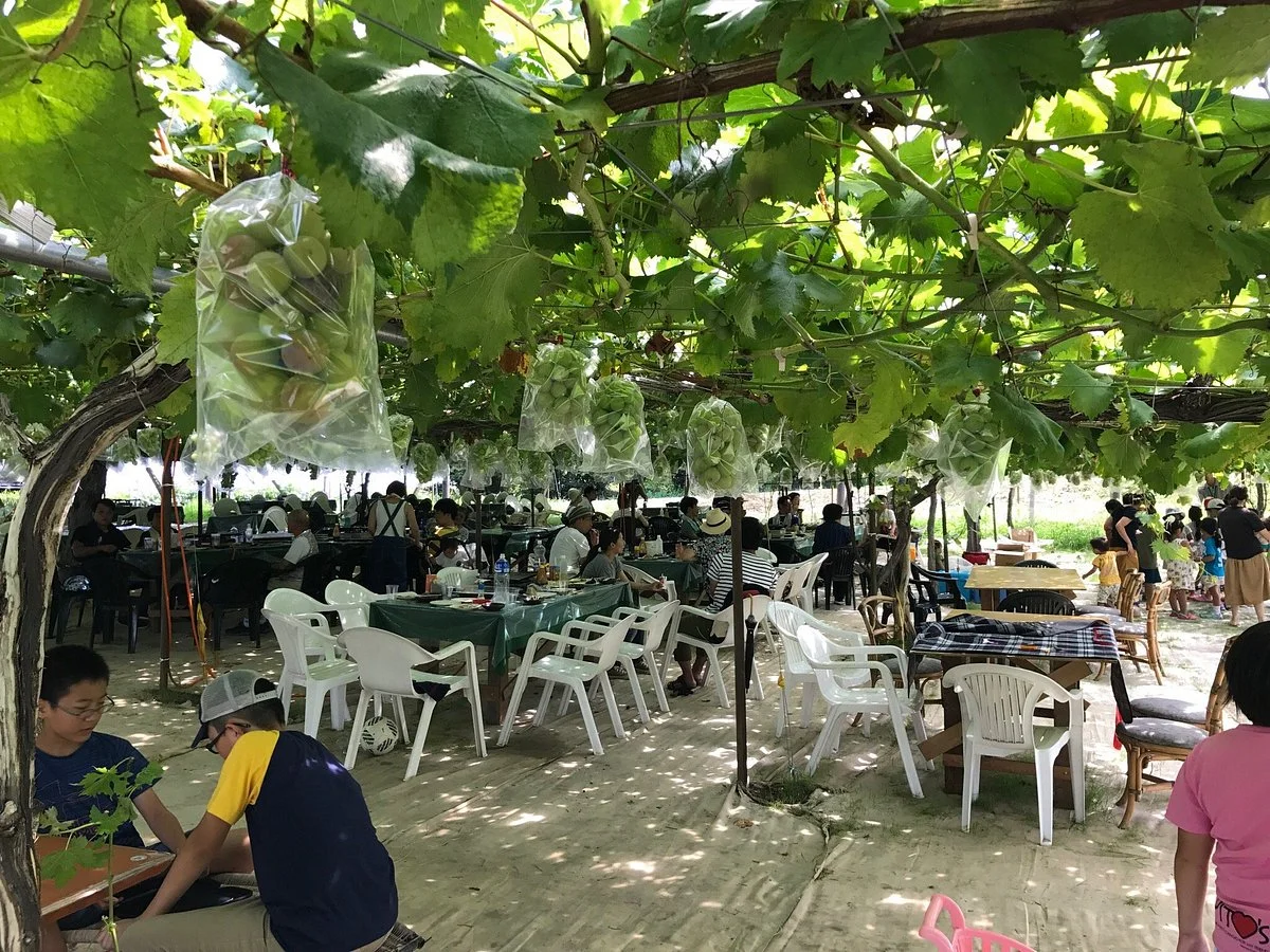Yamafuji Vineyard & Horizon Winery