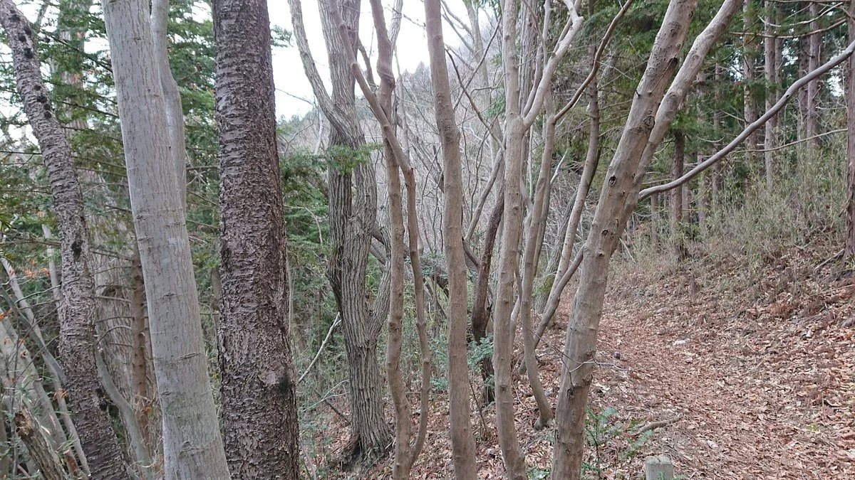 Forest Sendai Taebaeksan Nature Observation