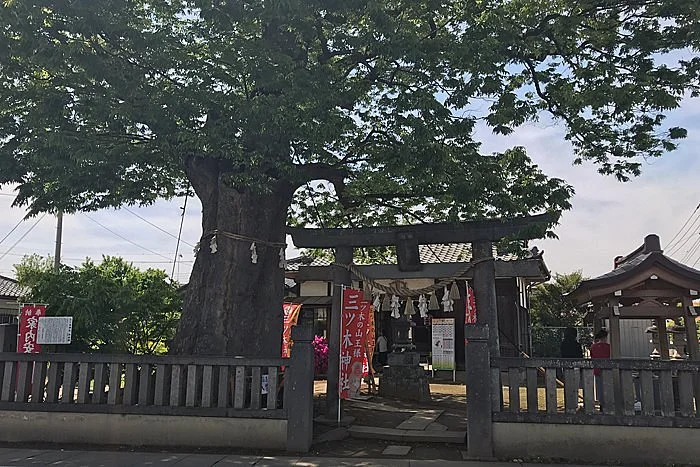 Japanese Zelkova Tree of Mitsugi Shrine