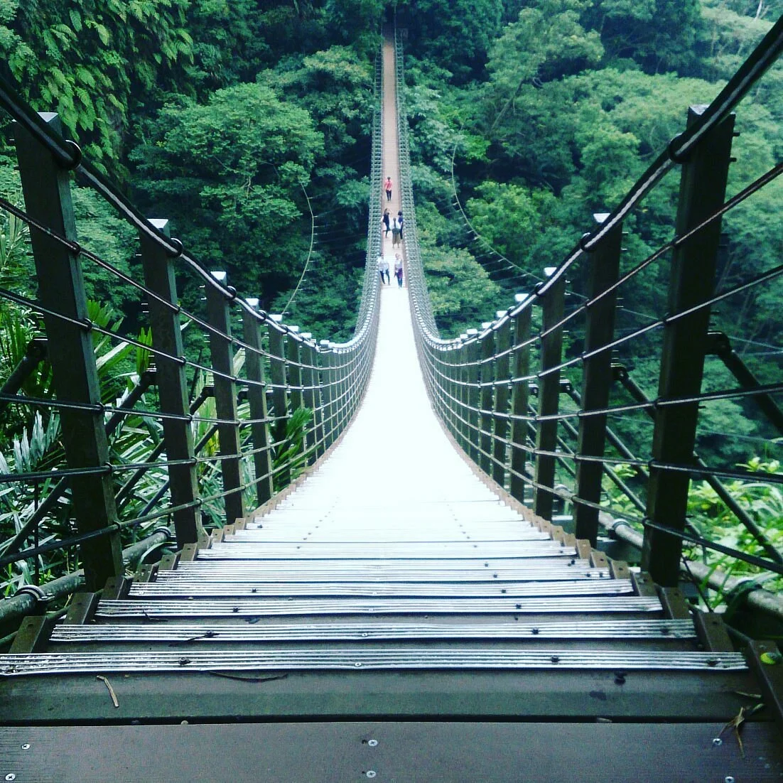 Bamboo Sky Ladder