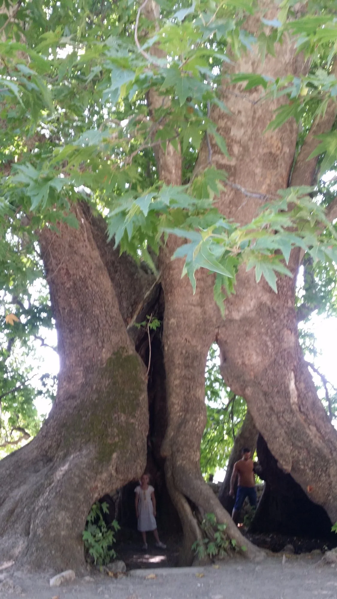 Tnjri (Platan Tree)