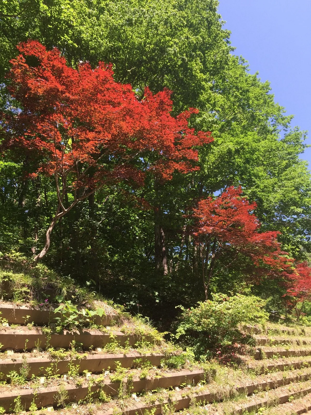 Shiroiwa Forest Park