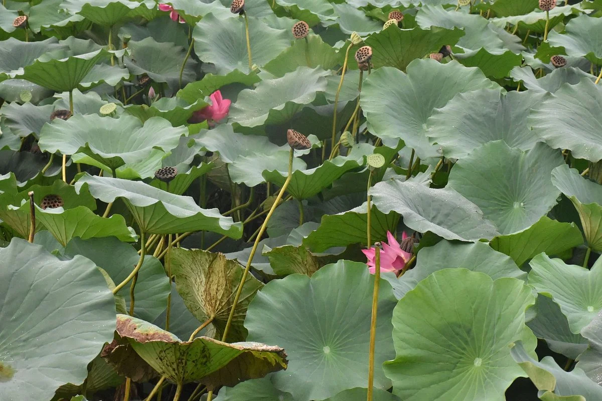 Hengshui Lake