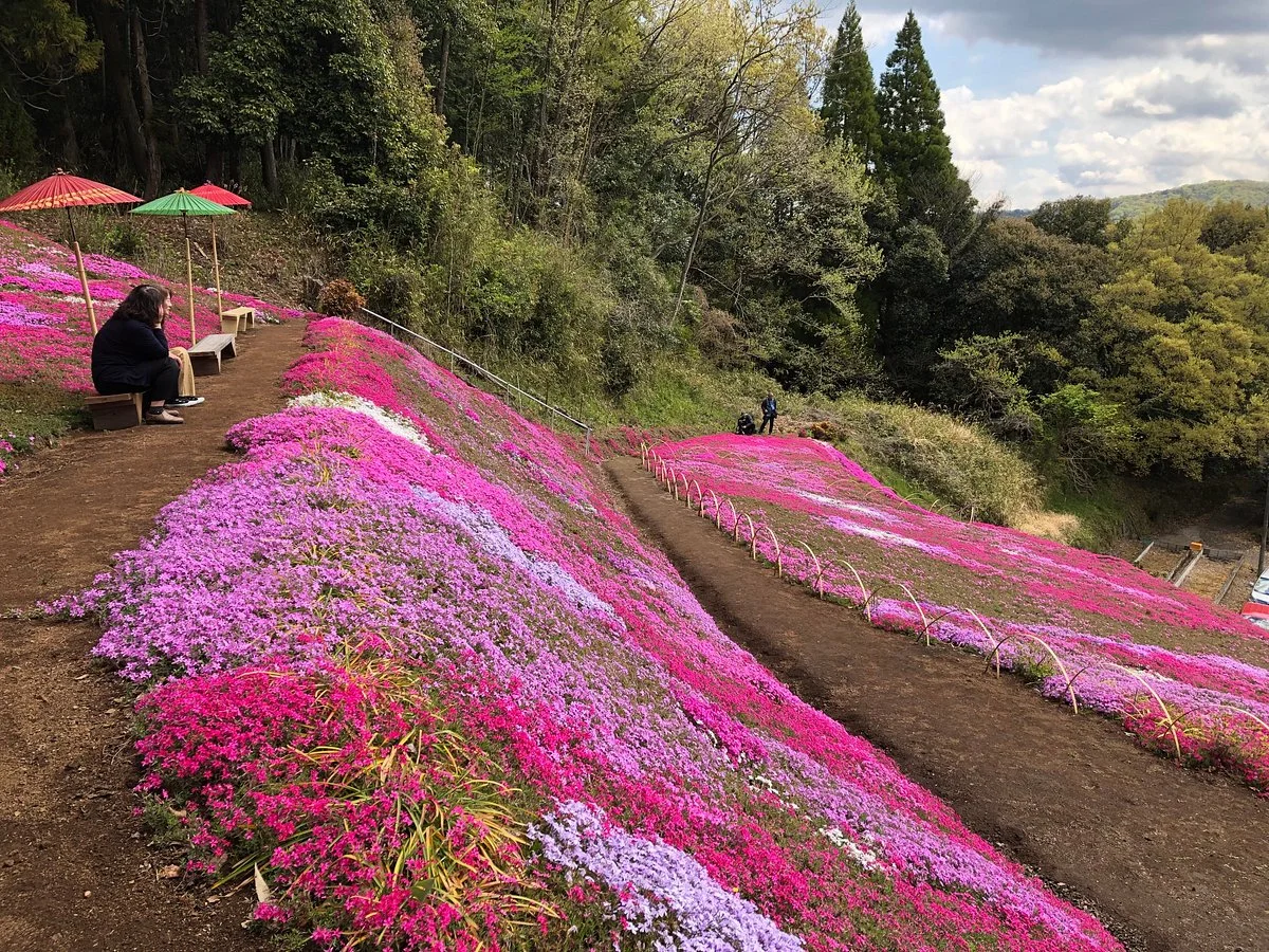 Shibazakura Garden of Adachi Family