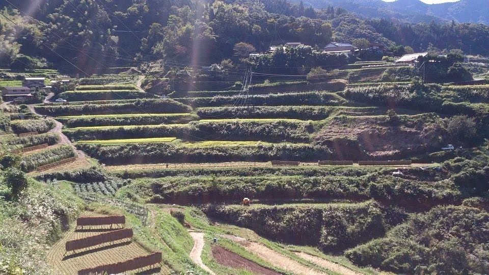 Tokubetsuto Rice Terraces