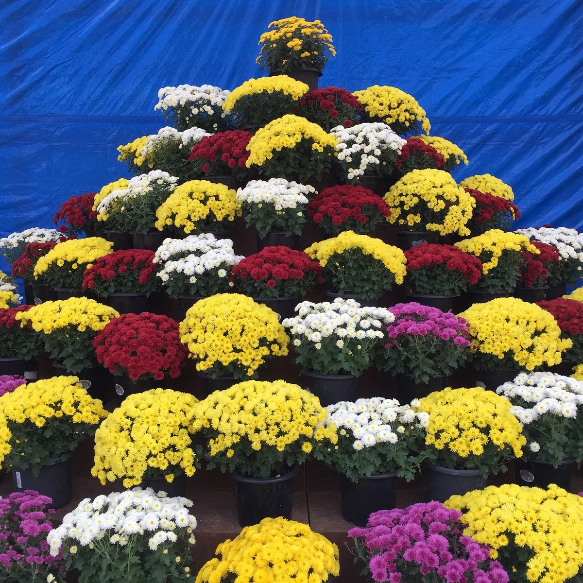 Koga Chrysanthemum Festival