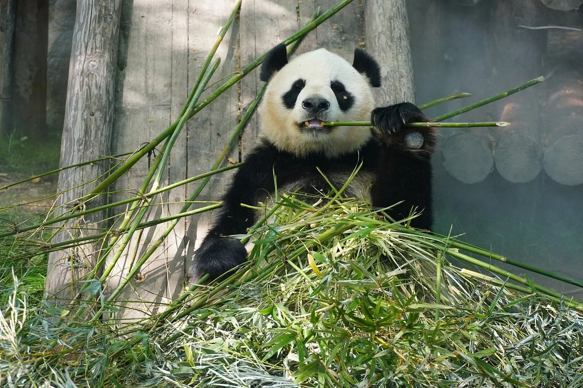 Shanghai Wild Animal Park