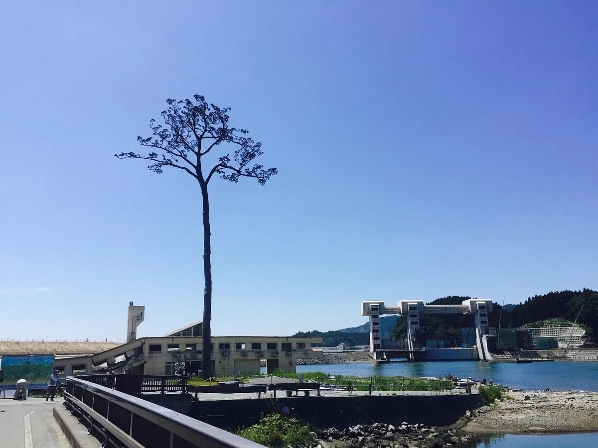 Miracle Lone Pine Tree